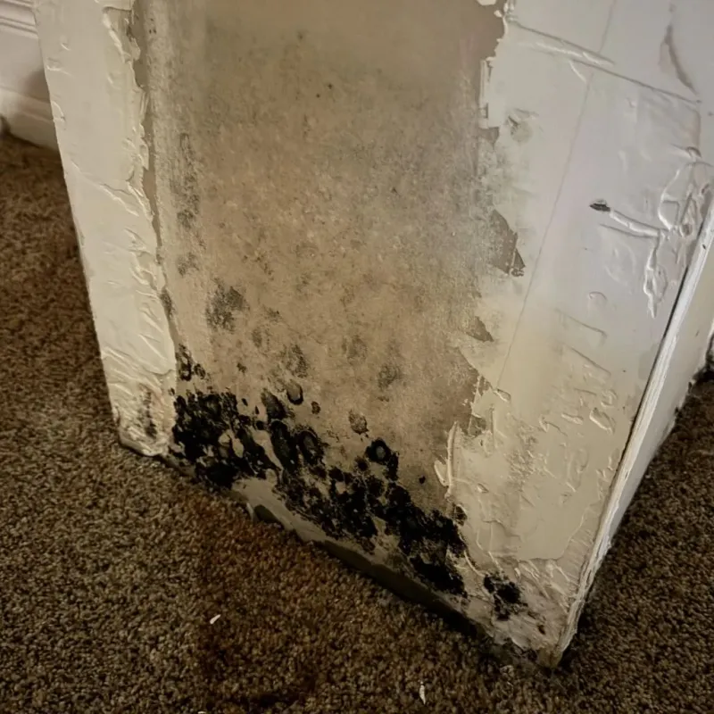 Professional Mold Removal in Auburn Lake Trails, CA